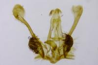 Pseudosciaphila branderiana