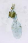 Strophedra nitidana