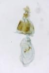 Strophedra nitidana