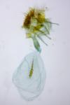 Cnephasia communana