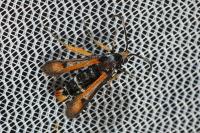 Pyropteron chrysidiforme