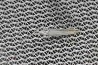 Coleophora
