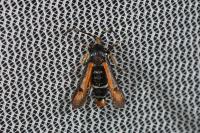 Pyropteron chrysidiforme