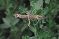 Marasmarcha lunaedactyla