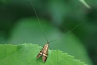 Nemophora degeerella