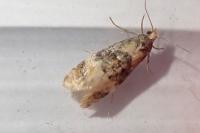 Cochylis nana