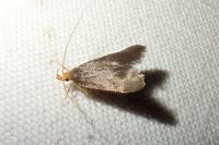 Eurodachtha pallicornella