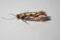 Niditinea fuscella