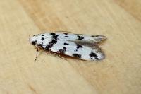 Pseudotelphusa scalella