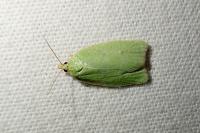 Tortrix viridana