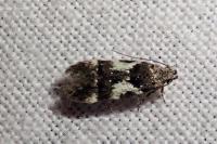 Teleiodes luculella