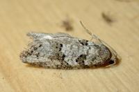 Cnephasia