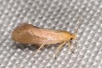 Crassa tinctella