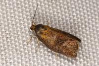 Ptycholoma lecheana