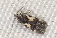 Teleiodes luculella