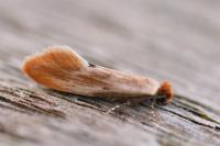 Tinea semifulvella