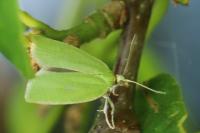 Tortrix viridana