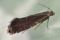 Glyphipterix thrasonella