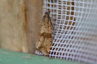 Celypha striana