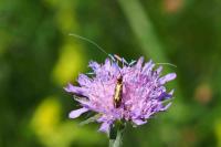 Nemophora