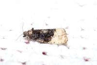 Hedya ochroleucana