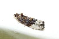 Hedya nubiferana