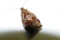 Archips crataegana