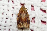Archips xylosteana