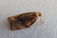 Pandemis cerasana