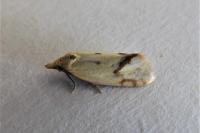 Agapeta hamana