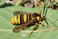 Sesia apiformis