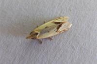 Agapeta hamana