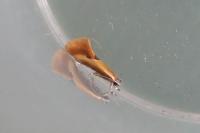 Batia lunaris