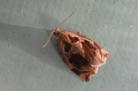 Archips crataegana