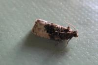 Hedya nubiferana