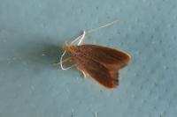 Eurodachtha pallicornella
