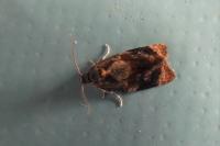 Ditula angustiorana