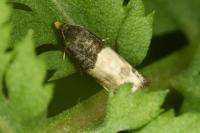 Notocelia cynosbatella