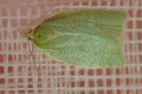 Tortrix viridana