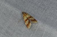 Aethes sanguinana