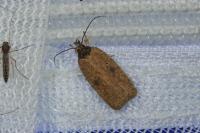 Agonopterix subpropinquella