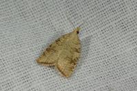 Aleimma loeflingiana