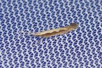 Plutella xylostella