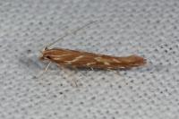 Pyroderces argyrogrammos