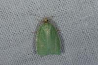 Tortrix viridana