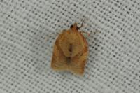 Clepsis consimilana