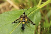 Synanthedon mesiaeformis