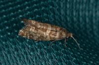 Epinotia tedella