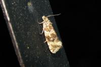 Celypha lacunana