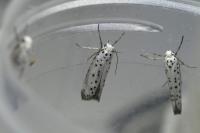 Yponomeuta padella